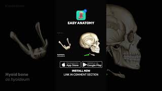 Hyoid bone Anatomy amp Function  EasyAnatomy Shorts [upl. by Lumbard]