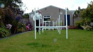 A Tibetan Terrier agility session [upl. by Naiva]