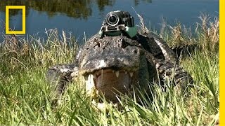 quotNarcolepticquot Alligator amp Other Gators quotFilmquot Their Day  National Geographic [upl. by Omoj]