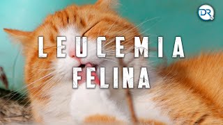 Inmunodeficiencia felina y leucemia felina [upl. by Nedak]