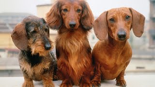 How to Properly Socialize a Dachshund with Children [upl. by Gipps]