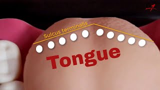 Remember the papillae of tongue [upl. by Roselin]