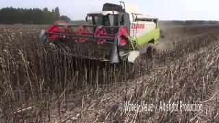 Récolte dune parcelle de Tournesol avec une Claas Lexion 450 [upl. by Repmek]