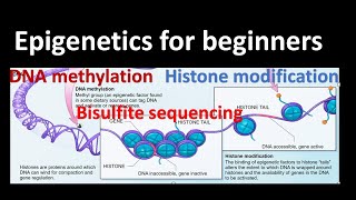 Epigenetics DNA methylation  Histone Modifications Bisulfite sequencing Genetics for beginners [upl. by Fredra]