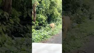 Tiger Surviving wild animal Jangal Safari [upl. by Michigan]