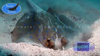 0967Blue spotted ribbontail ray digging in sand HD Underwater Royalty Free Stock Footage [upl. by Vincenz]