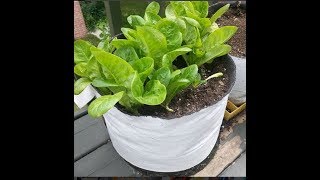 Starting Red Romaine amp Little Gem Butterhead Lettuce Straight to the point [upl. by Oicram]