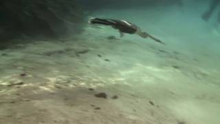 Anhinga and Cormorant swimming underwater [upl. by Ahsenal874]