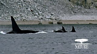 Killer Whales Attack Pod of Narwhal  Nature on PBS [upl. by Anivlis]