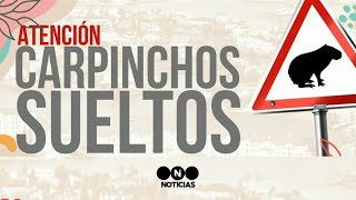 LA GUERRA ENTRE LOS VECINOS DE NORDELTA y LOS CARPINCHOS  Telefe Noticias [upl. by Nawotna]