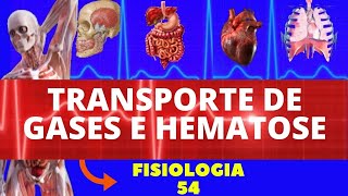 TRANSPORTE DE GASES NO SANGUE O2 E CO2 E HEMATOSE FISIOLOGIA HUAMANA  FISIOLOGIA DE GUYTON [upl. by Stephana943]