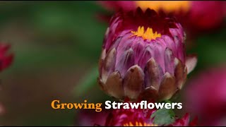 Growing Strawflowers [upl. by Gnak824]