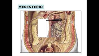 Anatomía quirúrgica de intestino pptx [upl. by Nabetse487]