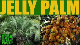 Jelly Palm or Pindo Palm Butia capitata  drought tolerant and thrives in full to partial sun [upl. by Franek]