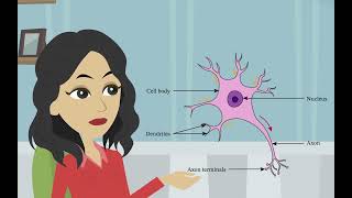 La structure et la fonction des neurones Psychologie de base  les divisions du système nerveux [upl. by Redliw]