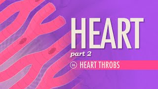 The Heart Part 2  Heart Throbs Crash Course Anatomy amp Physiology 26 [upl. by Scevo120]