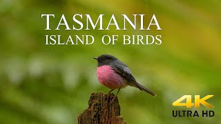 AUSTRALIA DOCUMENTARY 4K  TASMANIA Birds and Wildlife  Tasmania Island of Birds DiscoverTasmania [upl. by Ldnek]