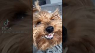 SO VISCOUS ziggysquad funnyvideo funny dog gangsterdog cute pets comedy viral fyp [upl. by Hsoj]