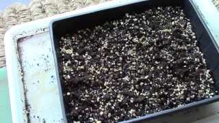 Lactuca Virosa Wild Lettuce Grow  Day 1 [upl. by Reyna]