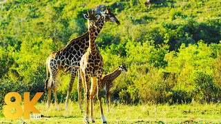 8K Animals Wildlife  Gondwana Game Reserve Africa  Scenic Film about Incredible Wild Nature [upl. by Bobbee]