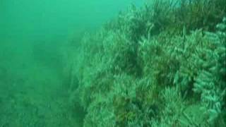 whyalla scuba diving [upl. by Corina]