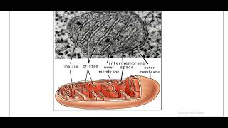 Mitochondriaamp Endoplasmic reticulum [upl. by Skolnik20]