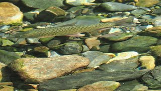 1130515 Hollands carp（ Spinibarbus hollandi）is a species of cyprinid fish endemic to Taiwan [upl. by Greyson]