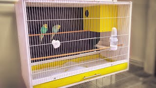 Breeding Cages For Birds  DIY Craft  Nesting [upl. by Zora]