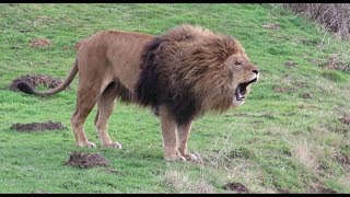 Lions Roaring Compilation 2 [upl. by Elledoj]