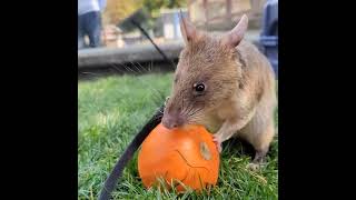 Giant pouched rat stuffs her cheeks with tiny pumpkin treats [upl. by Katlaps]