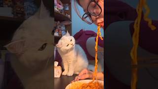 Kucing lucu Mau ikut makan tapi pedas cat catcute [upl. by Nevad165]