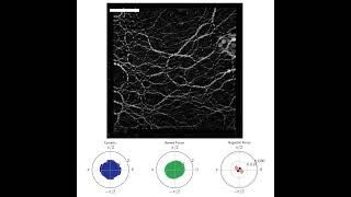 Anisotropy of photoelastic granular material under isotropic compression [upl. by Eirehs]