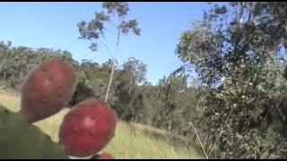 Opuntia Cactus in Gatton QLD Au [upl. by Hollister]