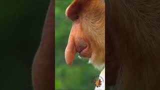 The Proboscis Monkey Nasalis larvatus [upl. by Westberg]