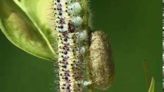 Braconidae Microplitis retentus parasite Le Marbré de Cramer [upl. by Anala386]