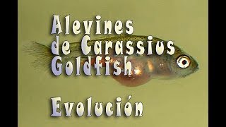 Alevin de Carassius Goldfish Evolución [upl. by Arratal]