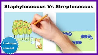 Staphylococcus vs Streptococcus How to differentiate [upl. by Netsirt90]