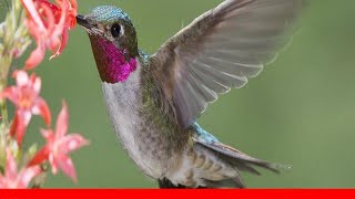 Types Of Hummingbirds In North America 🛋️ [upl. by Mose]