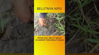 KETIPU BELUT mancing welutsquad mancingbelut [upl. by Gradeigh]