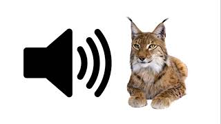 Lynx  Sound Effect  ProSounds [upl. by Annelise]