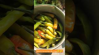 Mirchi ka achhar by maa😋😋foodacharshorts [upl. by Danzig884]