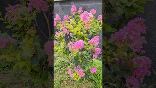 Lagerstroemia flower plant flowers gardeningdiy gardenplants nature shortvideo bonsaigarden [upl. by Dadirac]