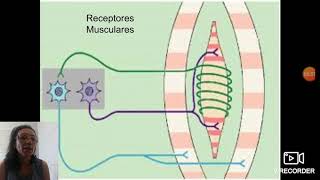 Receptores musculares Sistema Alfa e Gama [upl. by Obla]