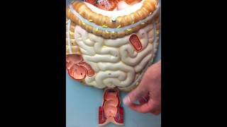 Digestive System Model [upl. by Huntlee]