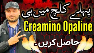 Creamino Opaline  پہلے ہی کلچ میں کریمینو اوپلائن  Love bird  Albino Opaline  Welcome Aviary [upl. by Nilac]