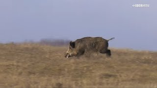 A la caza del gran jabalí en Rumanía con Michel Coya [upl. by Reibaj997]