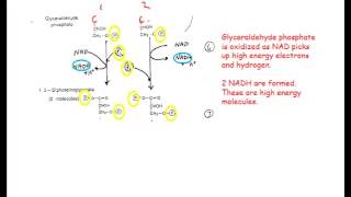 GLYCOLYSIS [upl. by Arno]