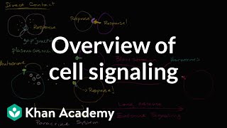 Overview of cell signaling [upl. by Simetra]