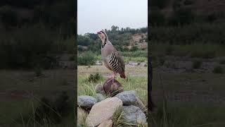 Partridge sound partridgesound chakorkiawaz naturelovers [upl. by Rj]