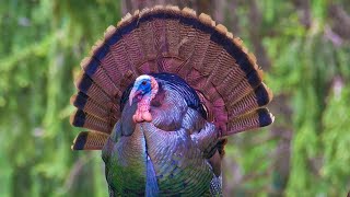 Turkey Call  Turkey Sound  Turkey Sound Effects  Turkey Gobble  Turkey Noises [upl. by Anina]